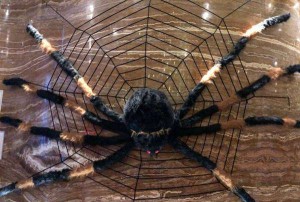 爆炸招聘图片文案（引爆眼球的招聘海报创意文案）