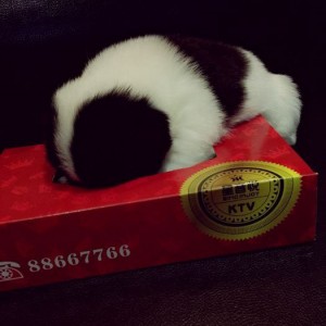 记者招聘广告文案（招募新闻工作者：加入我们，传递故事与真相）